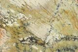 Strelley Pool Stromatolite Slab - Billion Years Old #150672-1